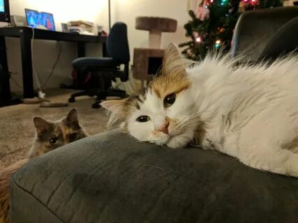 Даже кошку