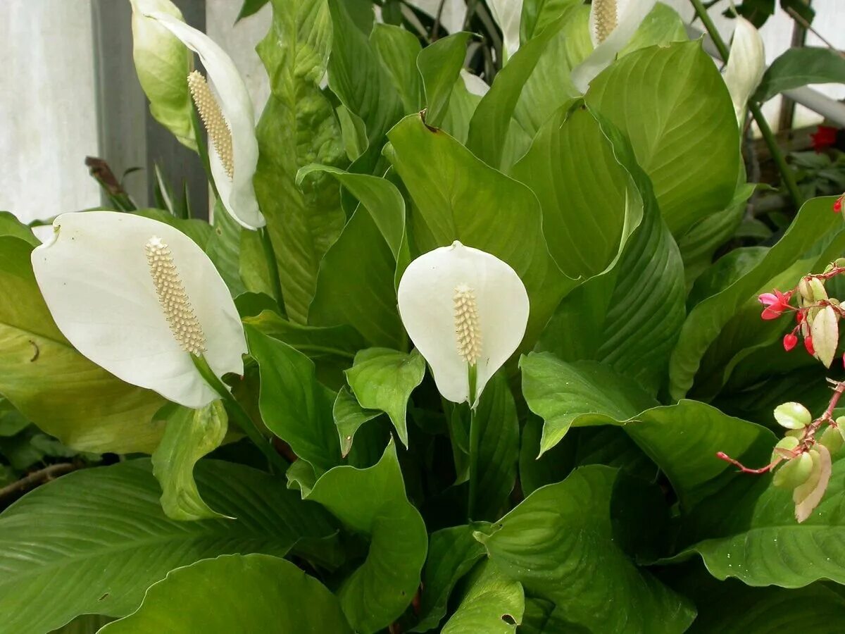 Спатифиллум где купить. Спатифиллум wallisii. Спатифиллум Уоллиса (Spathiphyllum wallisii). Белокрыльник спатифиллум. Спатифиллум геликониелистный (Spathiphyllum heliconiifolium).