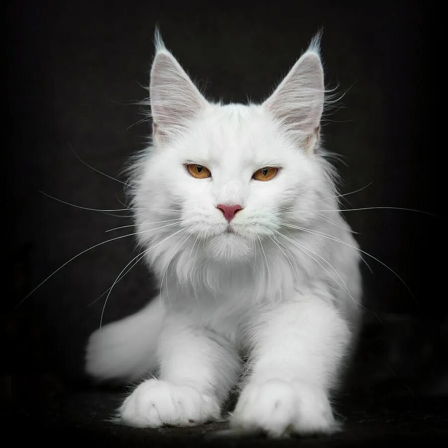 Белый мейкун. Мейн кун белый. Белая кошка Мейн кун. Мейн кун белый котенок. Мейн кун кот альбинос.