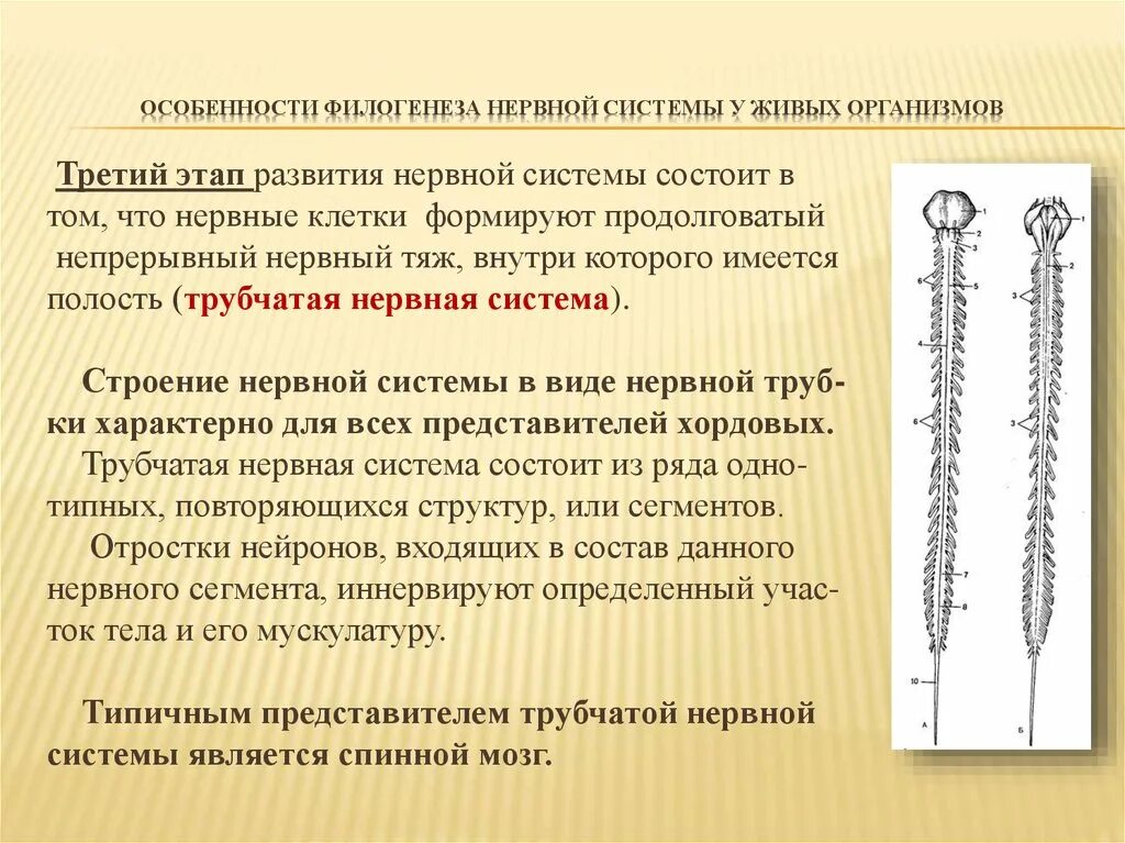 Диффузно узловая трубчатой нервной системы. Этапы филогенеза нервной системы. Стадии развития нервной системы в филогенезе. Основные этапы филогенеза нервной системы. Этапы эволюционного развития нервной системы.