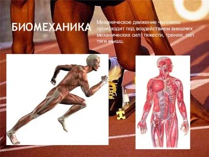 Силы в движениях человека
