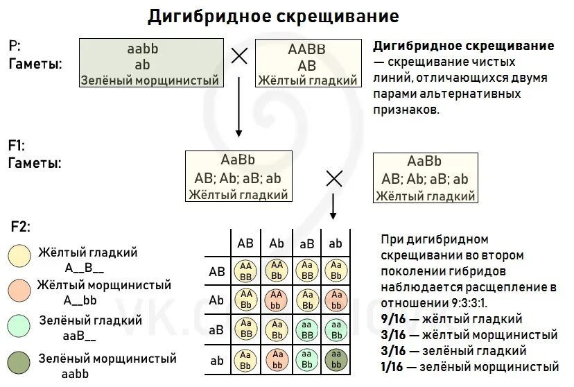 Сколько типов гамет образует потомок от анализирующего. Анализирующее дигибридное скрещивание расщепление. Схема генетики дигибридное скрещивание. Дигибридное наследование задачи. Дигибридное или полигибридное скрещивание третий закон Менделя.