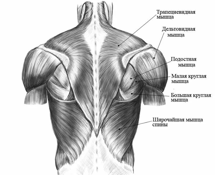 Мышцы плеча и лопатки анатомия. Мышцы плечевого пояса анатомия человека. Части поясницы
