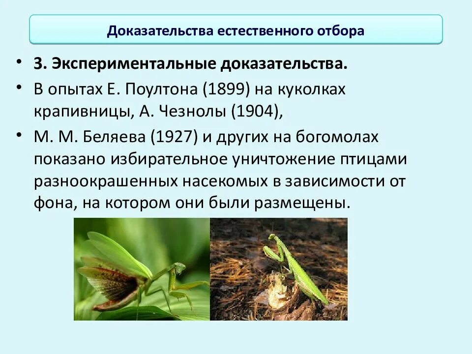 Доказательства естественного отбора. Гипотеза естественного отбора. Результаты естественного отбора биология. Творческая роль естественного отбора. Доказательства действия естественного отбора.