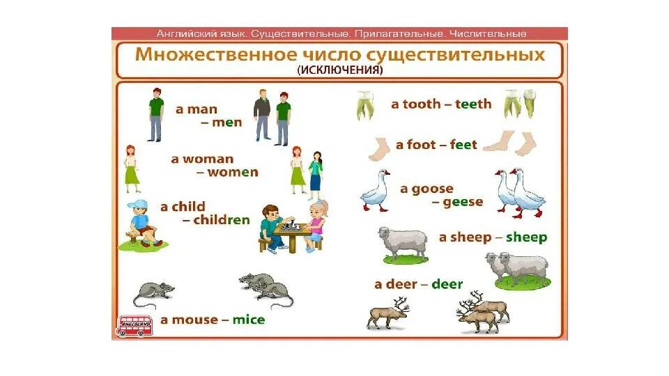 Формы существительных в английском языке. Английский существительные во множественном числе исключения. Существительные исключения в английском языке множественное число. Исключения мн ч существительных английский. Исключения мн числа сущ в английском.