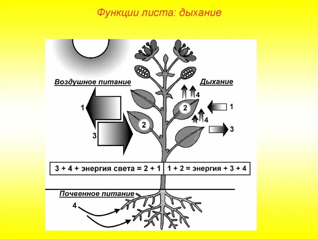 Проверочная работа по теме дыхание растений. Схема процесса дыхания растения. Процессы происходящие в растениях. Обмен веществ у растений. Схема обмена веществ у растений.