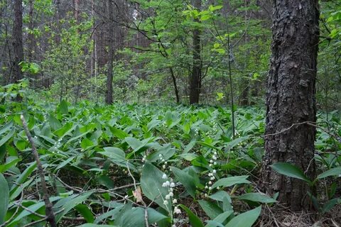 Растут в роще тенистые ландыши в прохладе