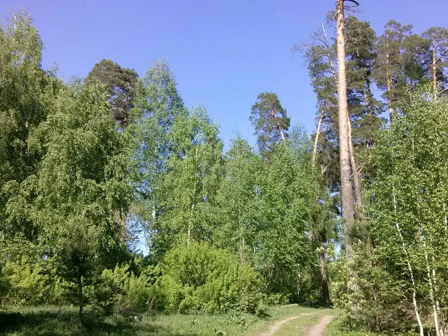 Обл. Село лебяжье егорьевский район. Лебяжье воронежская область рамонский район. Погода в районе лебяжье. Лебяжка алтайский край егорьевский район.