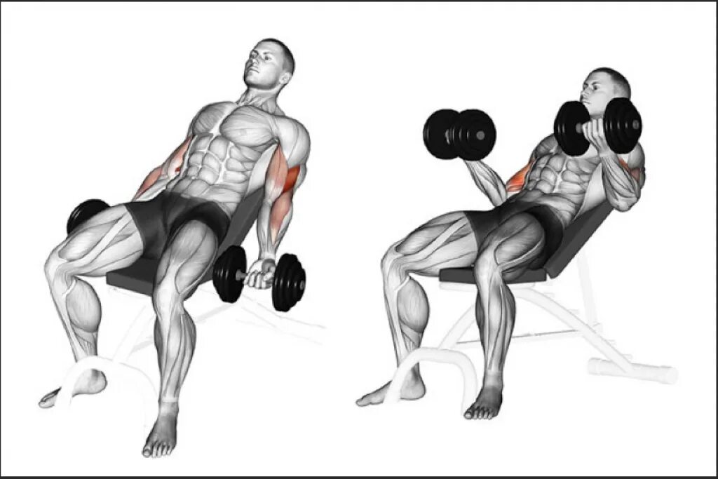 Подъем на бицепс как делать. Incline bench dumbbell curl. incline barbell curl. упражнения на бицепс с гантелями на скамье. сгибания с гантелями стоя.