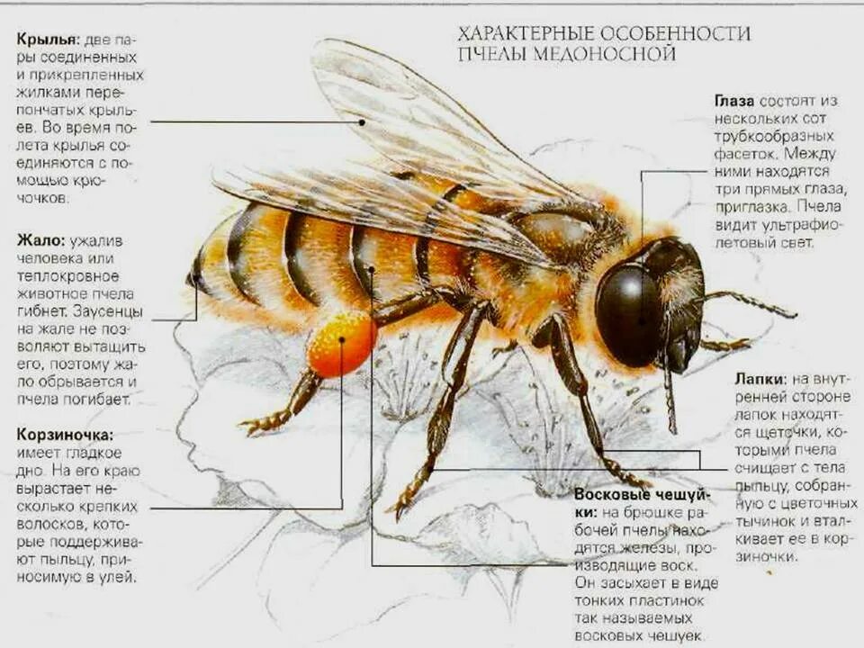 Крыло пчелы медоносной описание. Строение медоносной пчелы фото и описание. Строение пчелы медоносной. Строение тела пчелы медоносной. Окраска тела пчелы