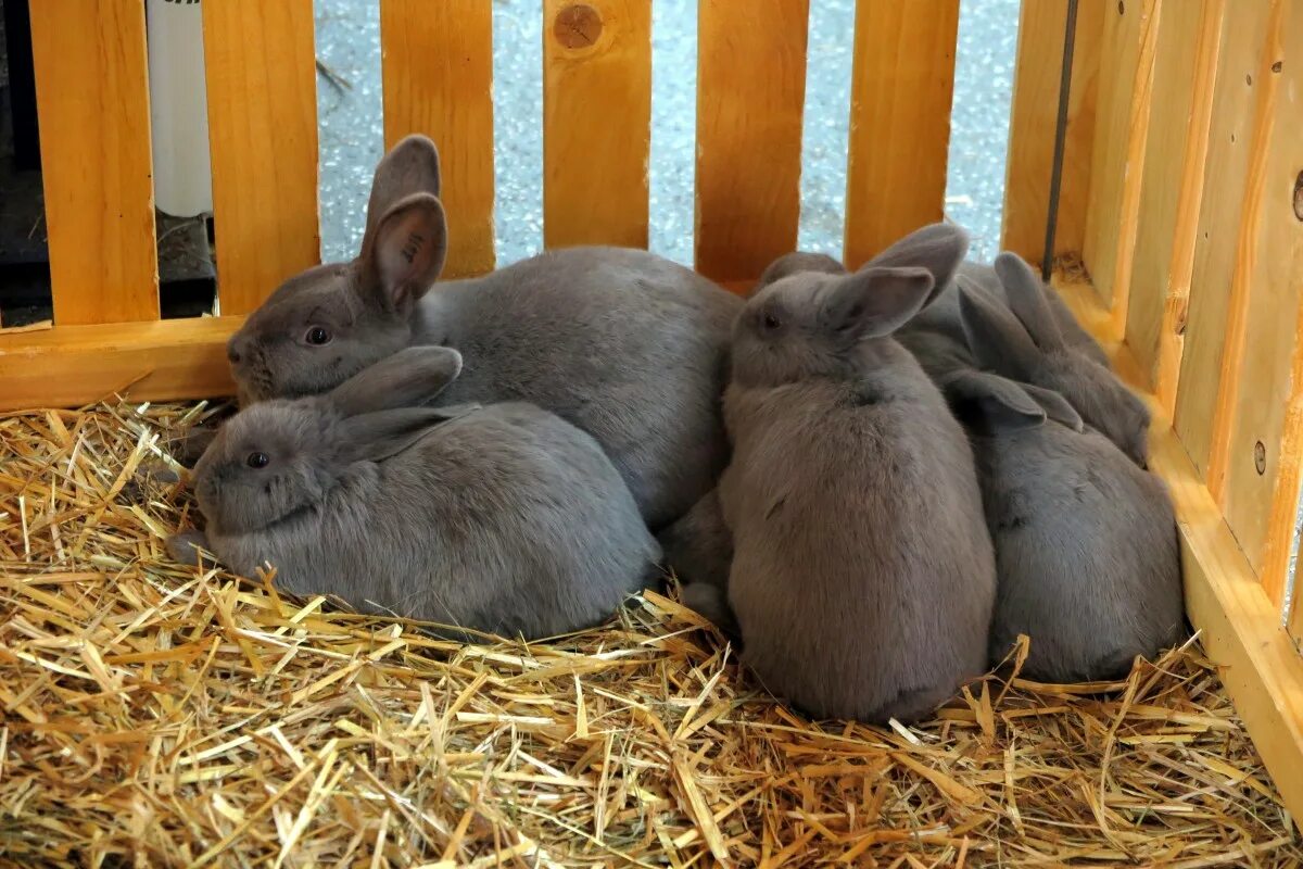 Rabbit pro