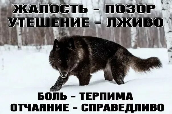 Нету жалко. Волки не сдаются. Никогда не сдавайся волк. Статус про жалость к себе.