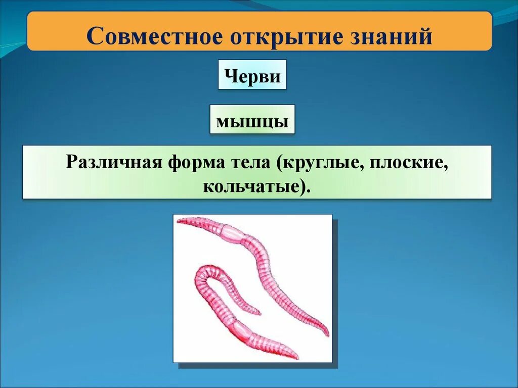 Форма тела плоских червей и круглых червей. Круглые черви форма тела. Плоские круглые и кольчатые черви. Форма тела кольчатых червей.