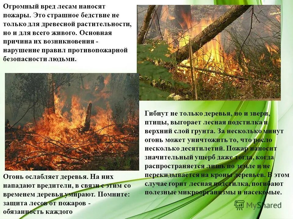 Лесные пожары статьи. Экологический ущерб от пожара. Лесные опасности Лесные пожары. Последствия природных пожаров. Природные пожары ущерб.