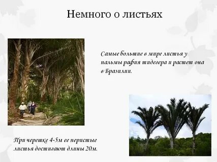 Самые самые в мире листьев