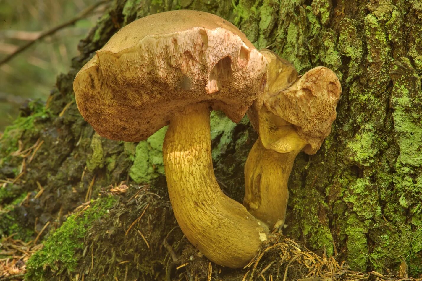 Желчный гриб какой. Ложный Боровик, желчный гриб. Tylopilus felleus – желчный гриб. Горчак, ложный белый гриб. Грибница желчный гриб.