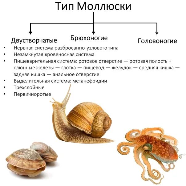 Представители брюхоногих двустворчатых и головоногих. Жизненный цикл брюхоногих моллюсков. К типу моллюски относятся. Система органов брюхоногих моллюсков. Типу моллюсков относят