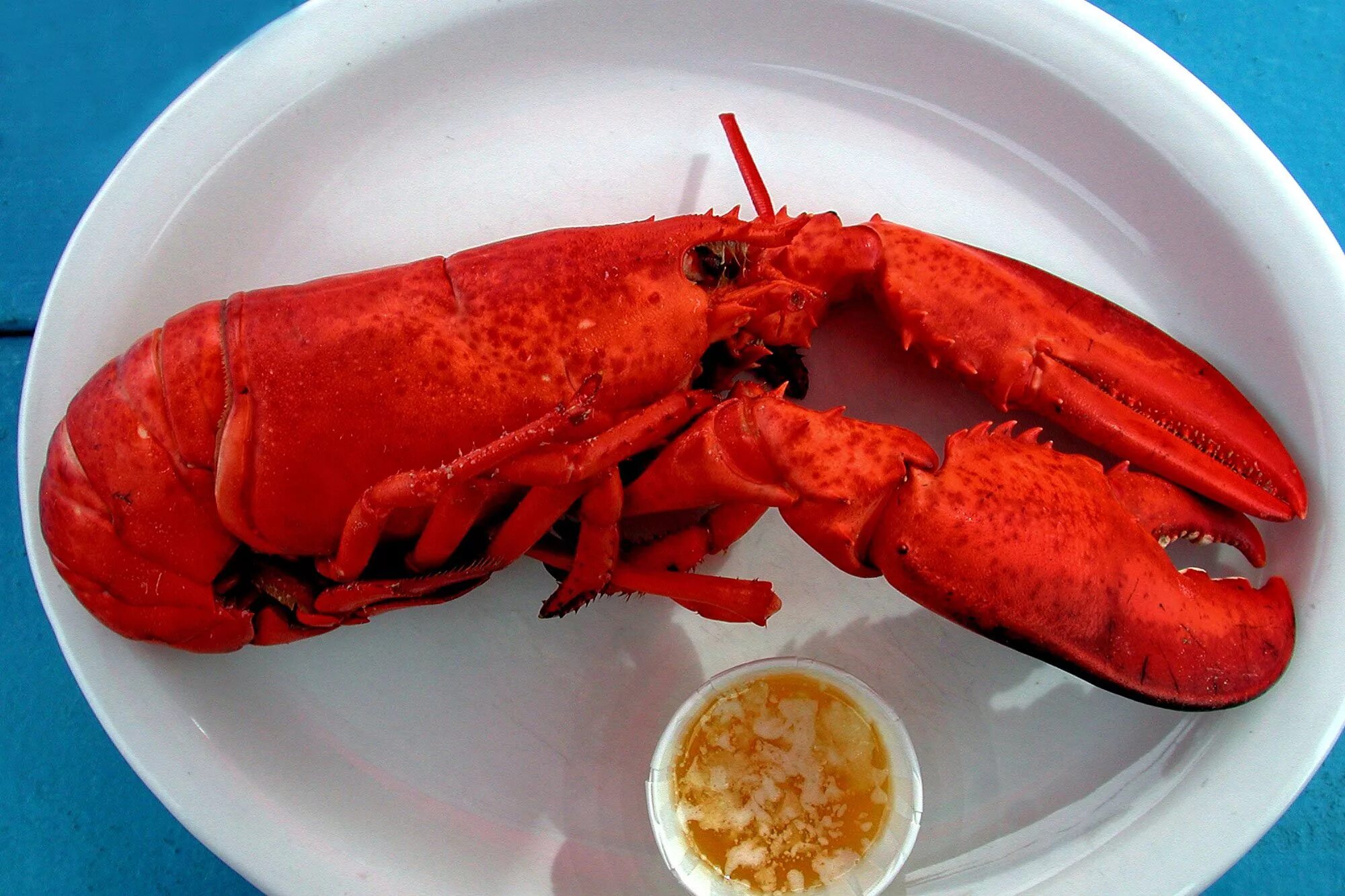 How lobster communicate