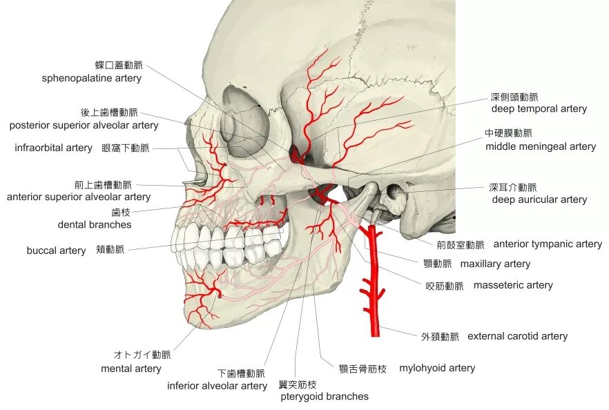A maxillaris. Артерия maxillaris. Arteria alveolaris inferior кровоснабжение. A alveolaris inferior.