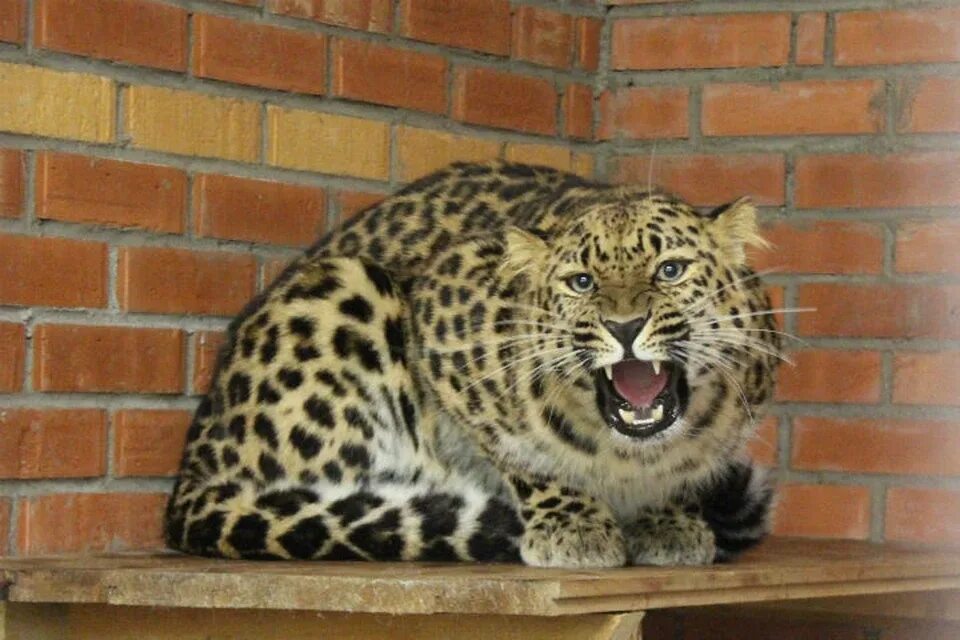 Леопардовый дом