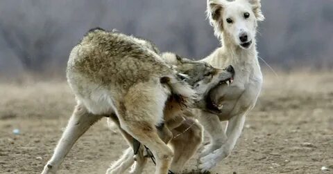 Жібектен жасалған талғампаз көйлек