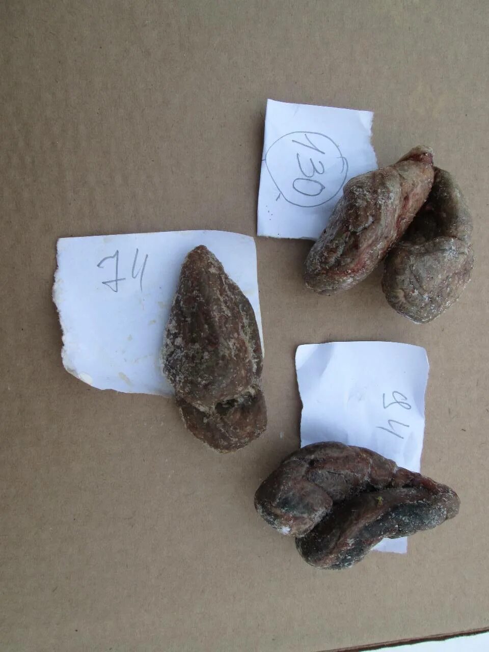 Экскременты медведя экскременты медведя. Экскременты помет кабана. Экскременты медведя экскременты медведя. Экскременты кабарги. Какашки бобра.