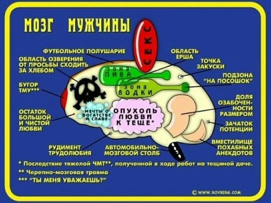 Анекдот про мозги. Мозг мужчины. Мужской мозг юмор. Шутки про мужской мозг.