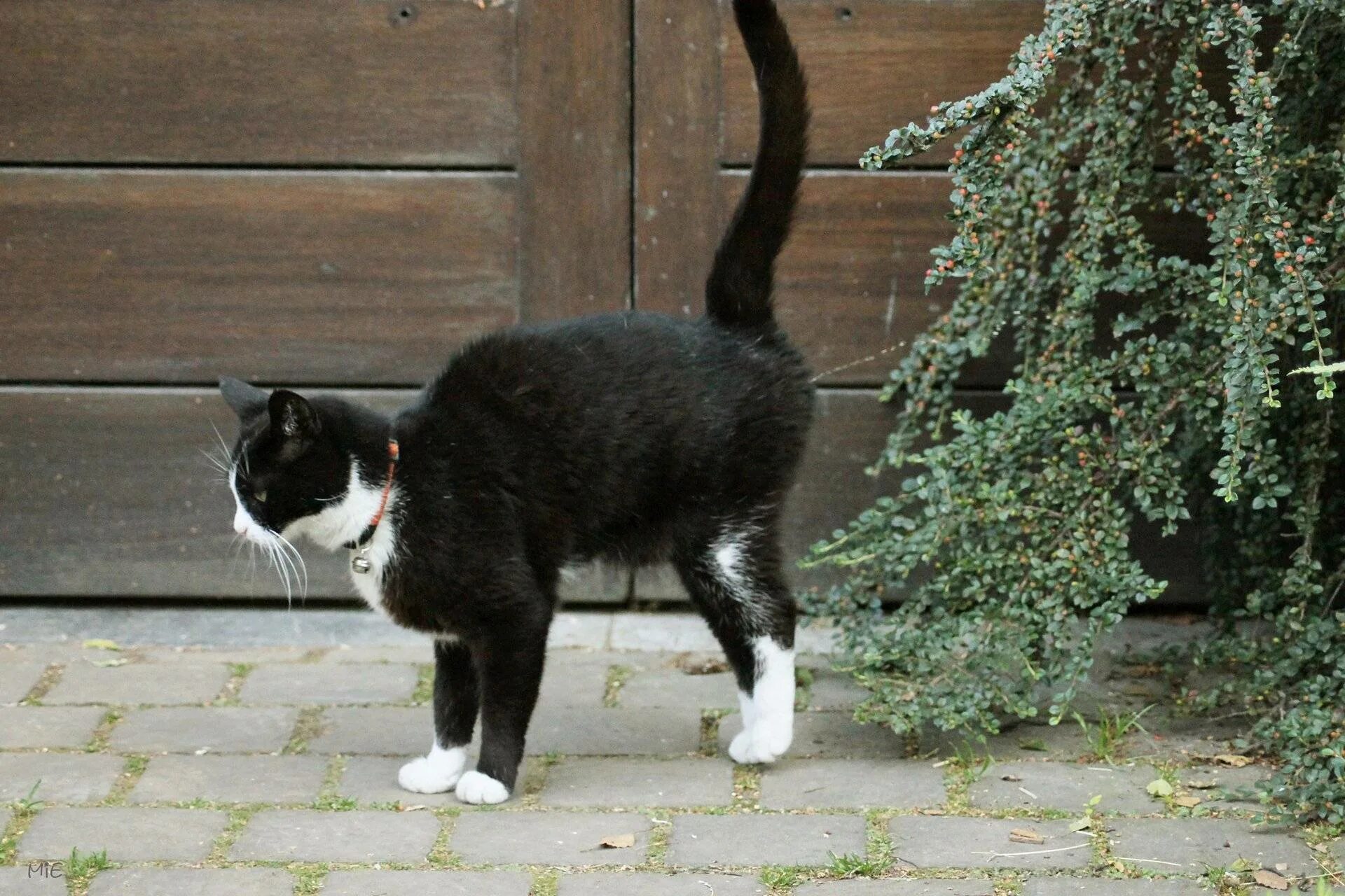 Соседский кот метит. Кот метит. Кот помечает территорию. Коты метят. Коты метят территорию.