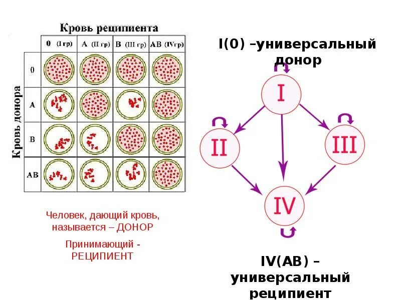 Фактор группы крови