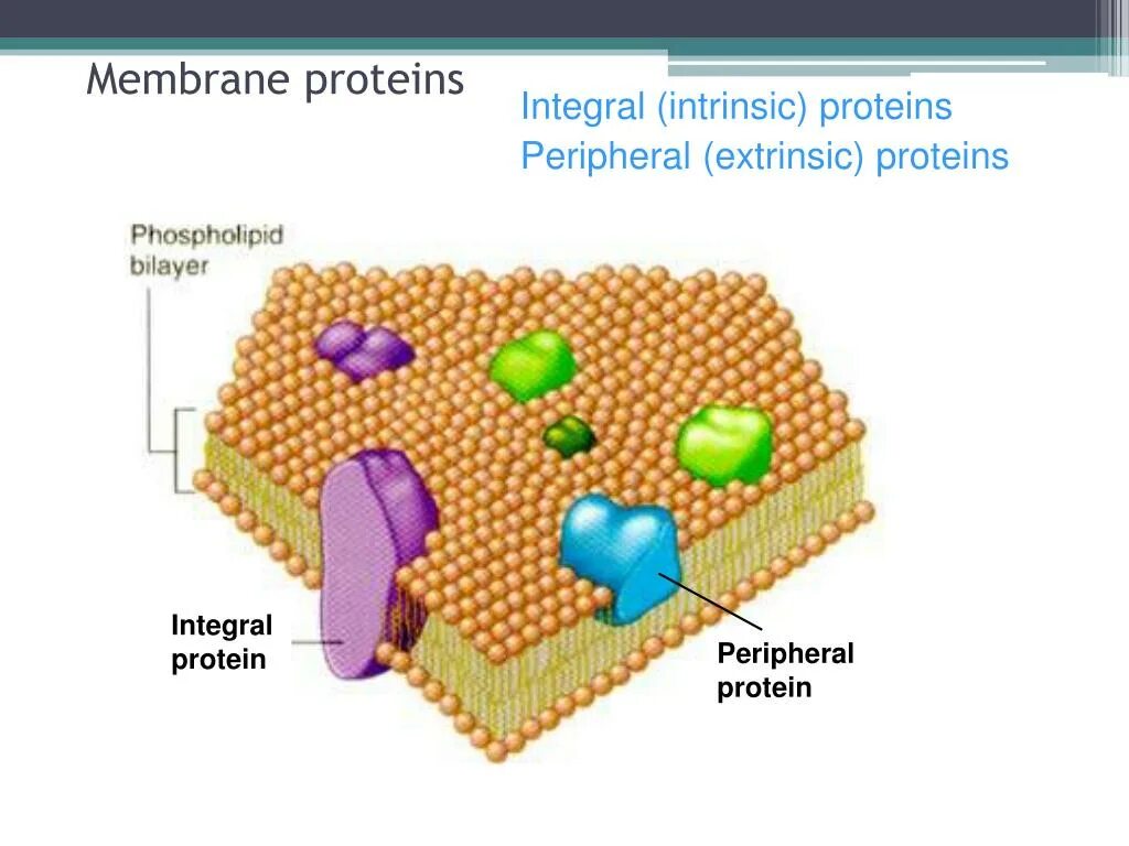 Интегральные белки какие. Интегральные мембранные белки. Интегральные полуинтегральные и периферические белки. Периферические мембранные белки. Интегральные протеины.