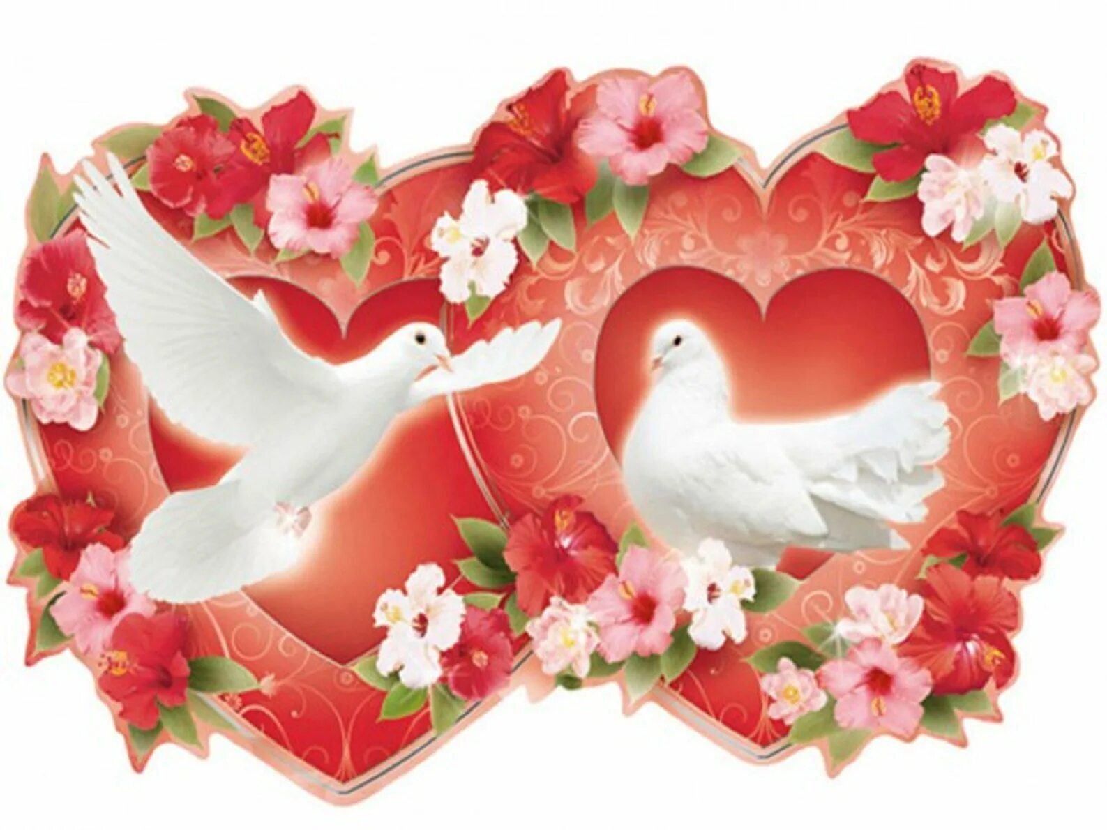 Сердце голубки. Птички на сердечке. Сердце голубя. Сердце голубки. Голуби символ любви и верности.