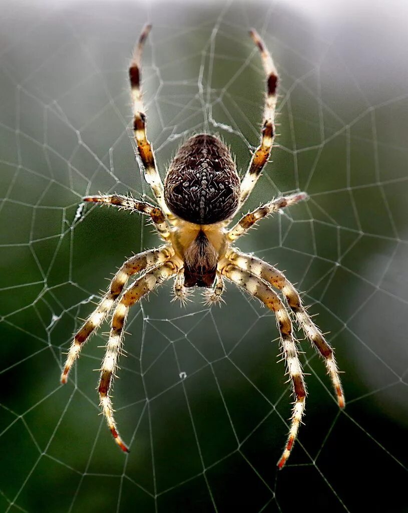 Про паукообразное. Araneus diadematus паук. Крестовик обыкновенный паук. Паук крестовик дикий. Паук крестовик Каракурт.