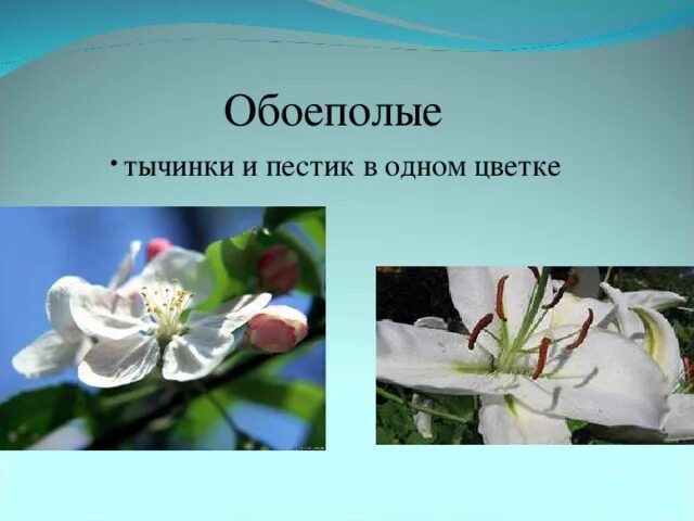 Является обоеполым