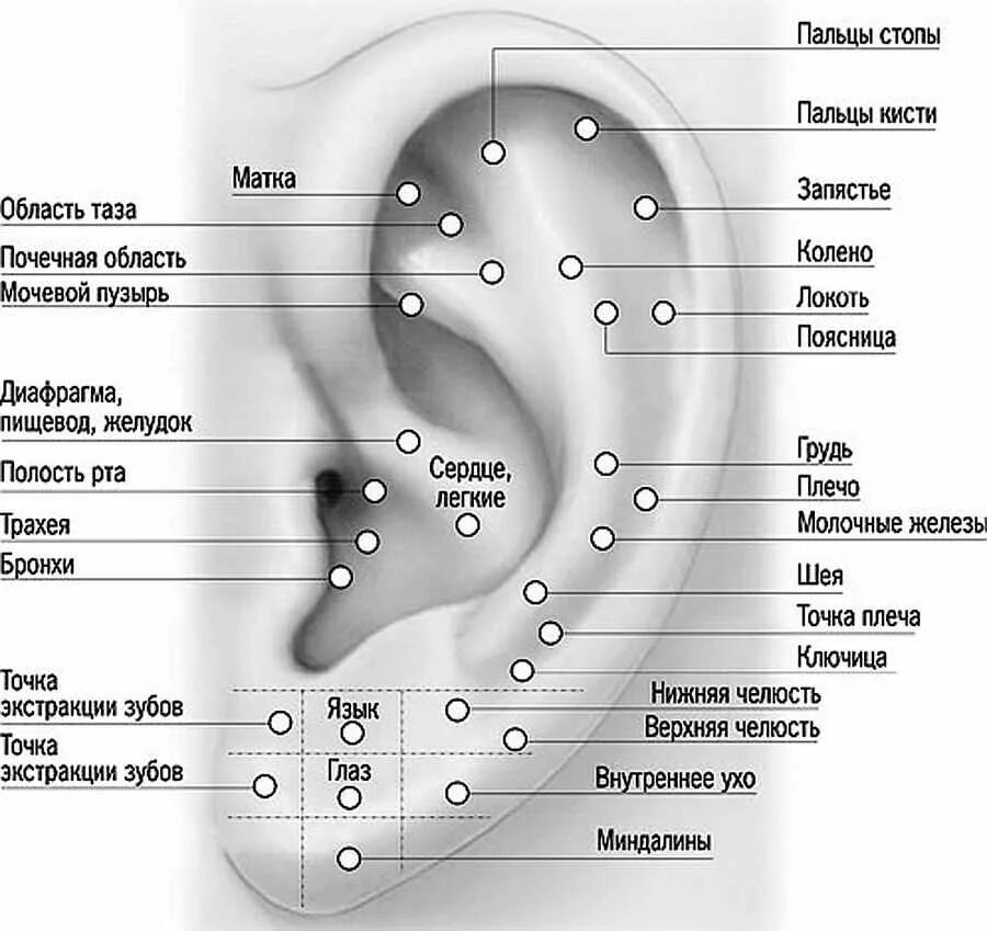 Акупунктурные точки ушной раковины. Точки прокола ушей схема. Акупунктурные точки ушной раковины человека схема. Схема точек акупунктуры ушной раковины. Сколько проколов в ушах можно