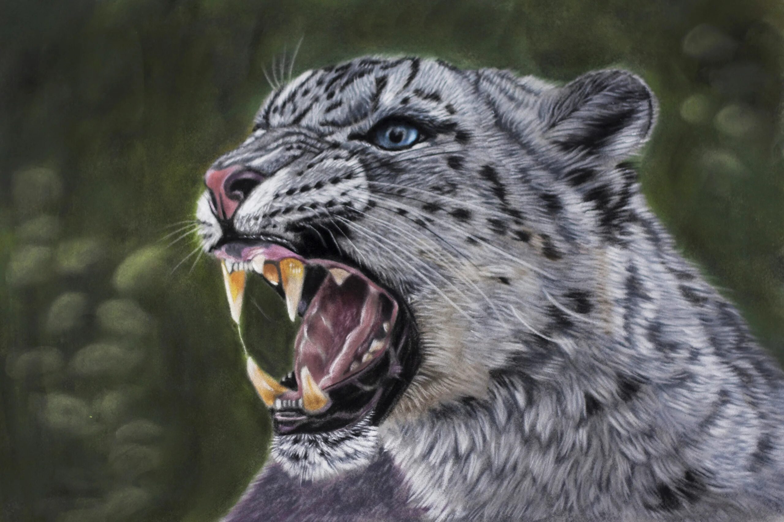 тигр оскал. тигр оскал. самые злые животные в мире. злой лев. оскал хищника.