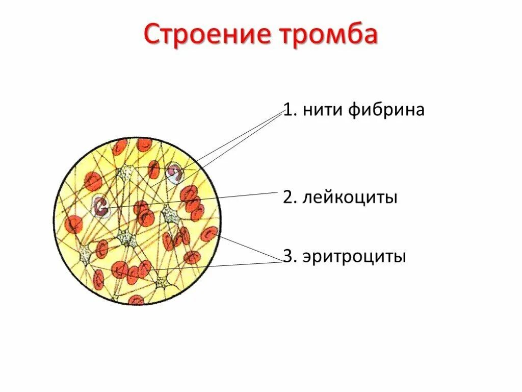 Состав тромба. Строение эритроцитов лейкоцитов и тромбоцитов. Тромбоциты рисунок строение. Тромбоциты образование тромба.