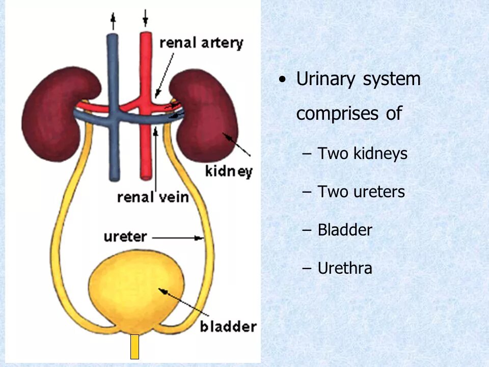 Urinary system. Urinary System components. Structure and functions of the Urinary System. Urinary System pdf.