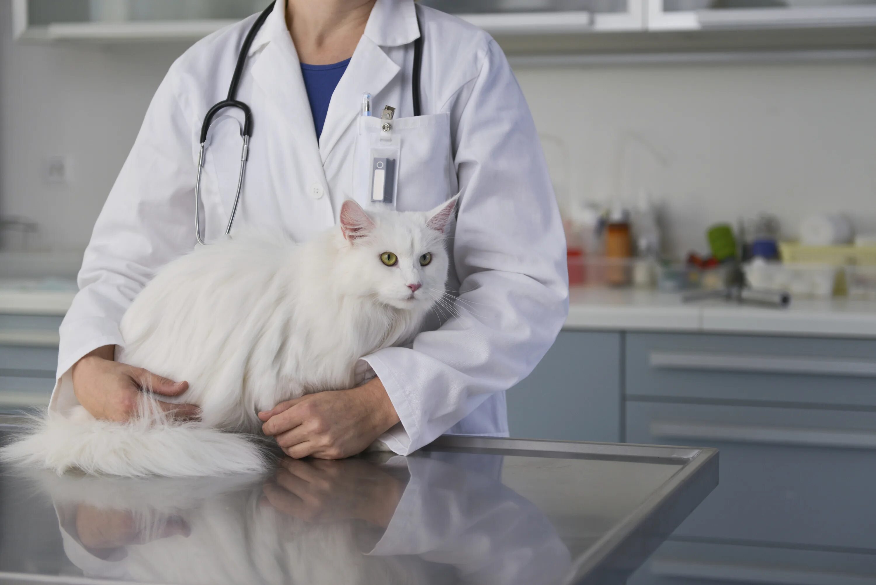 Ветеринар для кошки отзывы. Котики и медицина. Кошка на стерилизации у ветеринара. Кошки в ветеринарии белая.