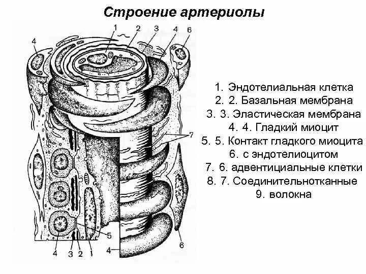 Рассмотрите общее строение. Состав стенки артериолы. артериола строение стенки. строение стенки артериолы. строение артериол гистология.