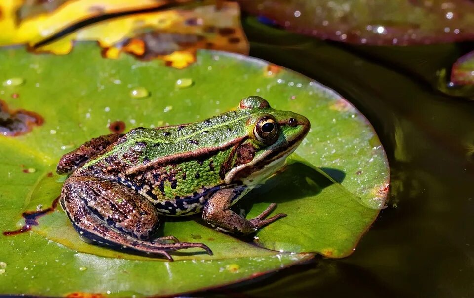 Elephant frog. Жерлянкоподобная лягушка. Земноводные лягушки и Жабы. Бесхвостые земноводные Жабы. Миссисипская лягушка Гофера.