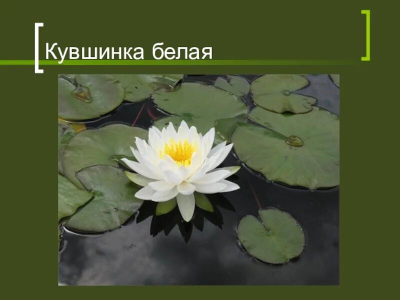 Растения занесенные в красную книгу кувшинка белая. Кувшинка белая занесена в красную книгу. Кувшинка белая красная книга. Кувшинка белая текст. Растения занесенные в красную кувшинка белая.