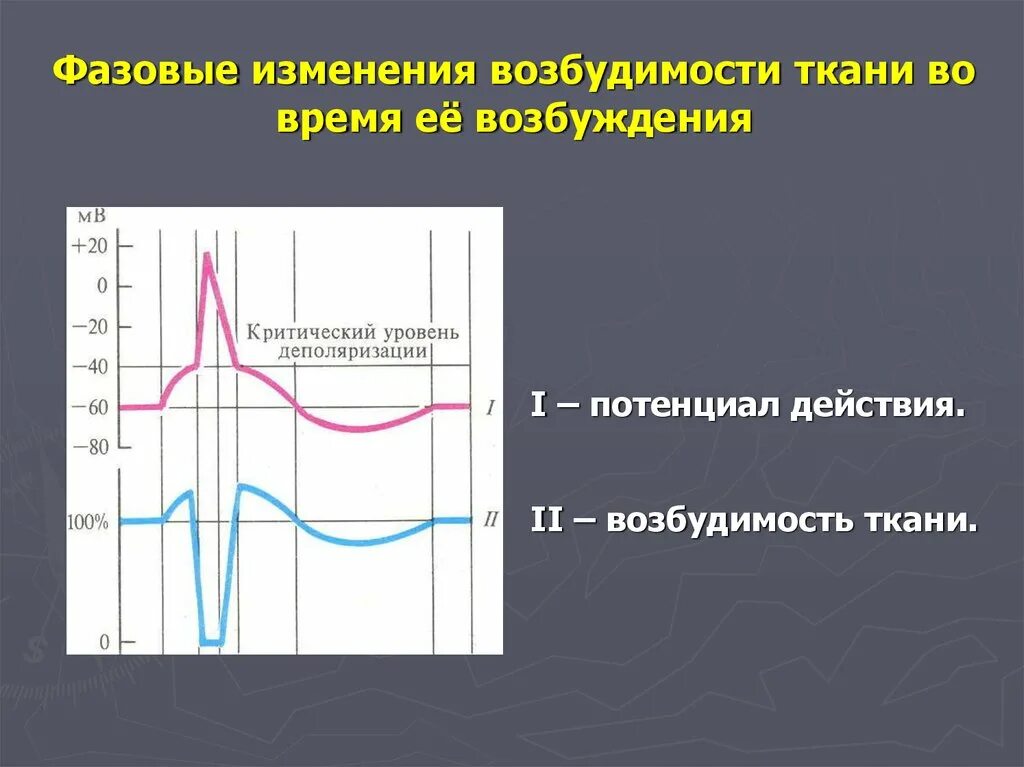 Фазовые изменения возбудимости. Фазы изменения возбудимости физиология. Фазовые изменения возбудимости при возбуждении. Изменение возбудимости в процессе возбуждения.