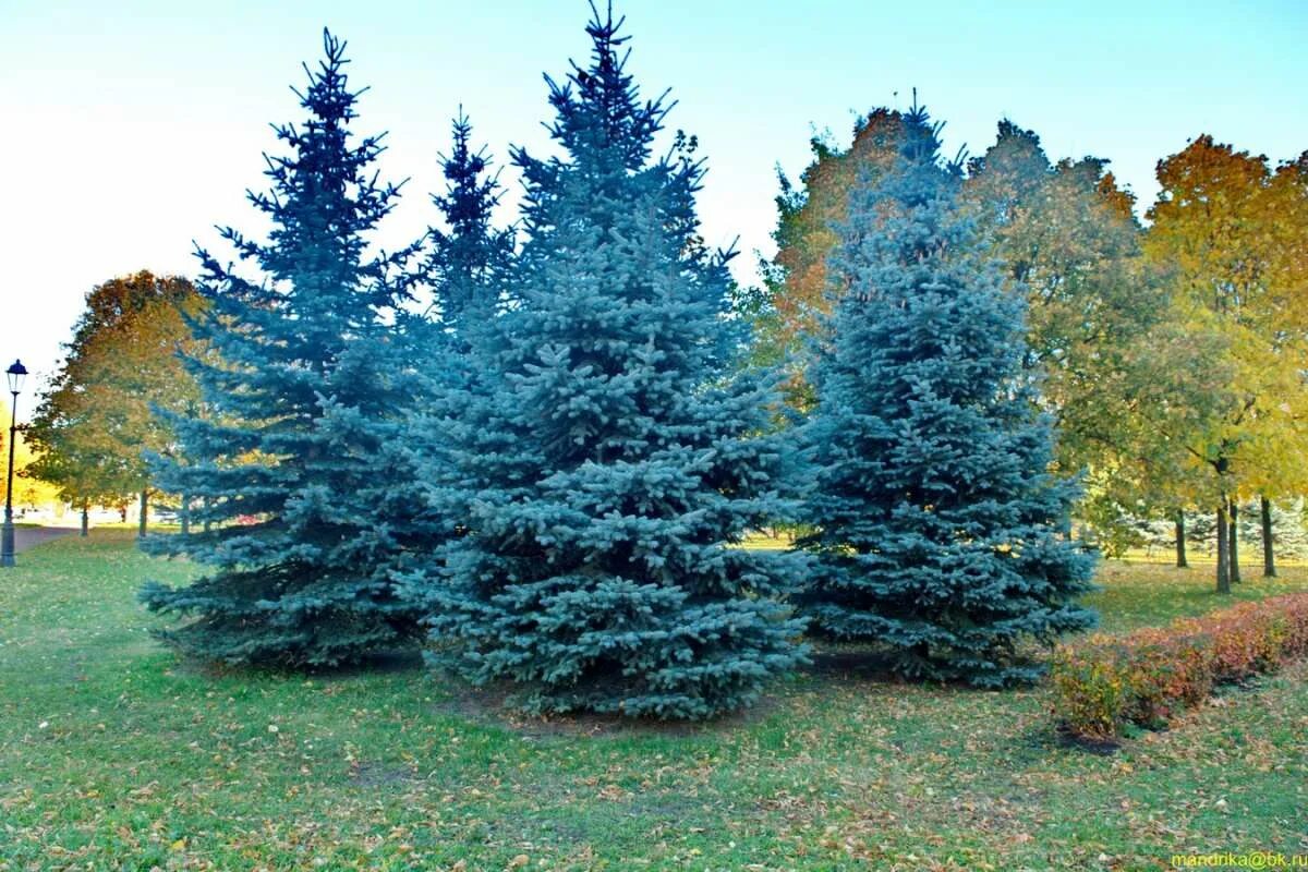 Фото синей ели. Ель колючая koster. Ель глаука с3. Ель голубая picea pungens. Ель голубая блю даймонд.