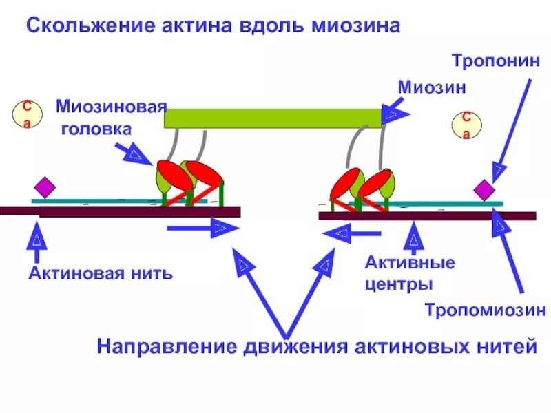 Схема движения актина и миозина. Механизм скольжения нитей актина и миозина. Активный центр миозина и актина. Мышечное сокращение актин миозин. Сокращение актина и миозина