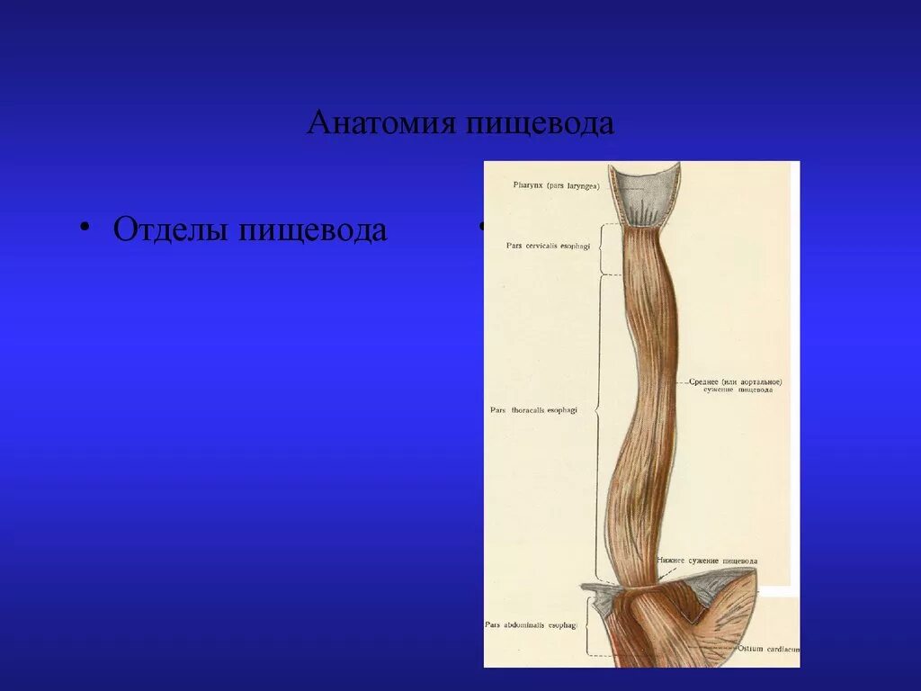 5 отделов пищевода. Проксимальный отдел пищевода. Пищевод анатомия. Анатомические отделы пищевода. Дистальная часть пищевода.