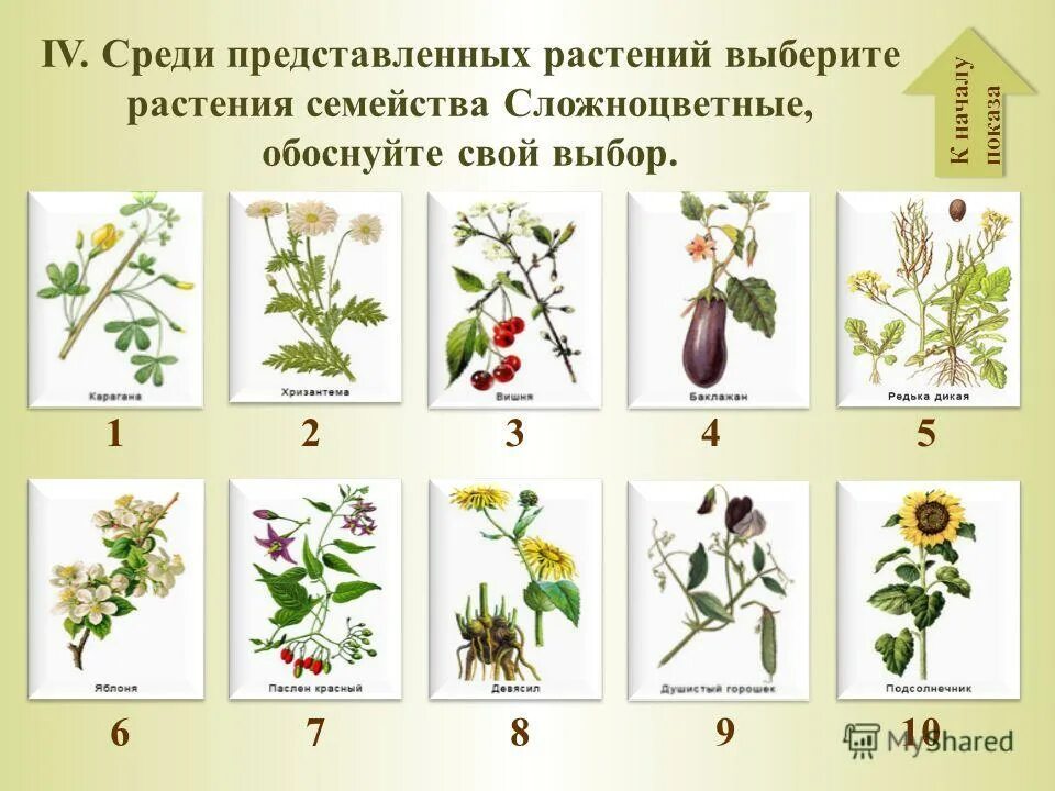 Покрытосеменные представители таблица. Семейства покрытосеменных растений Однодольные. Двудольные Покрытосеменные растения. Представители семейств цветковых растений. Ботаника семейства растений.