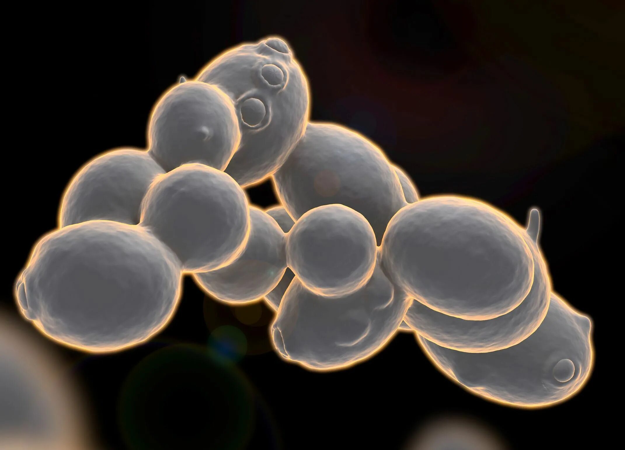 Фермент дрожжи. Дрожжи Saccharomyces cerevisiae. Пекарские дрожжи Saccharomyces cerevisiae. Расы дрожжей Saccharomyces cerevisiae. Saccharomyces Minor дрожжи.