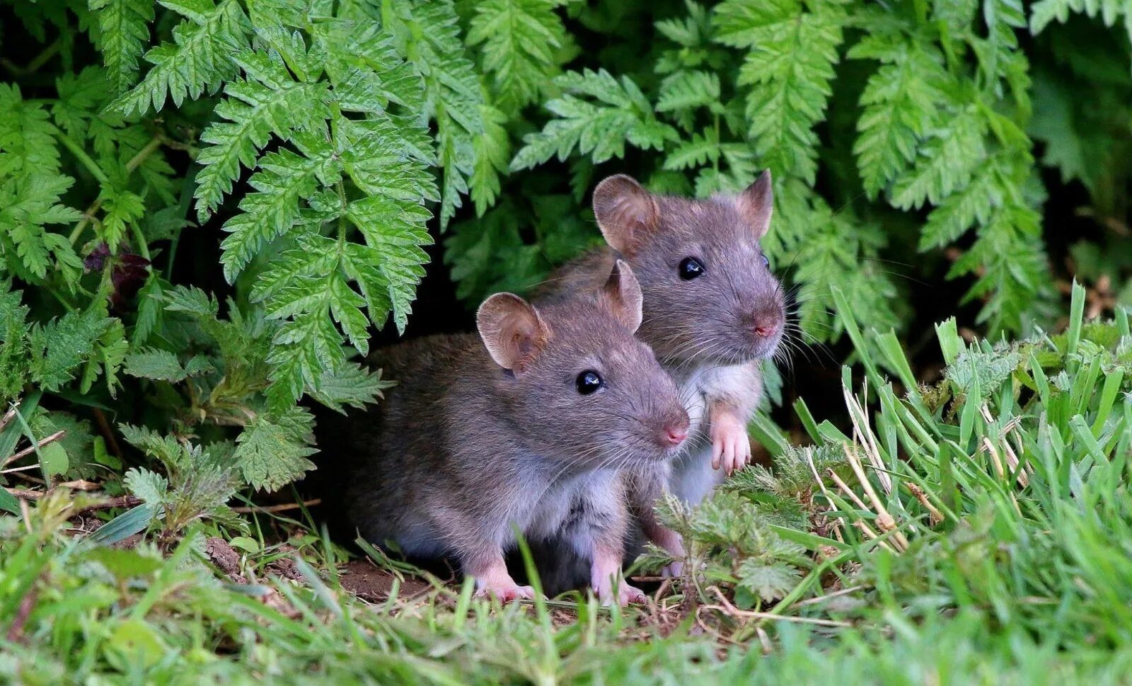 Серая крыса (Пасюк) - Rattus norvegicus.. Щур крыса. Мышь полевка серая. Серая крыса (Rattus norvegicus berkenhout, 1769). Мышь в другую сторону