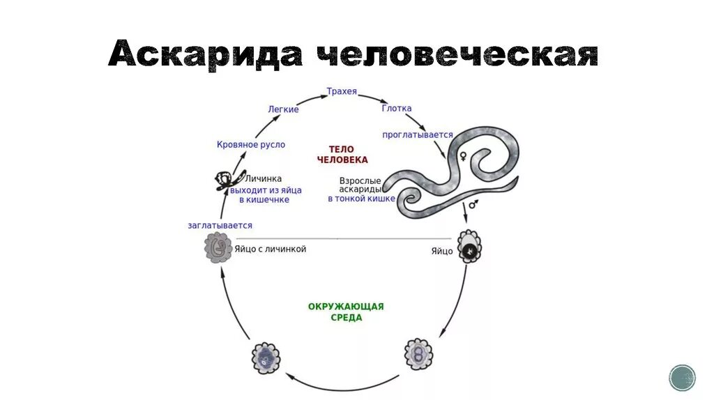 Жизненный цикл аскариды человеческой схема. Жизненный цикл развития аскариды человеческой схема. Рисунок-схему жизненного цикла человеческой аскариды. Цикл развития аскариды схема.