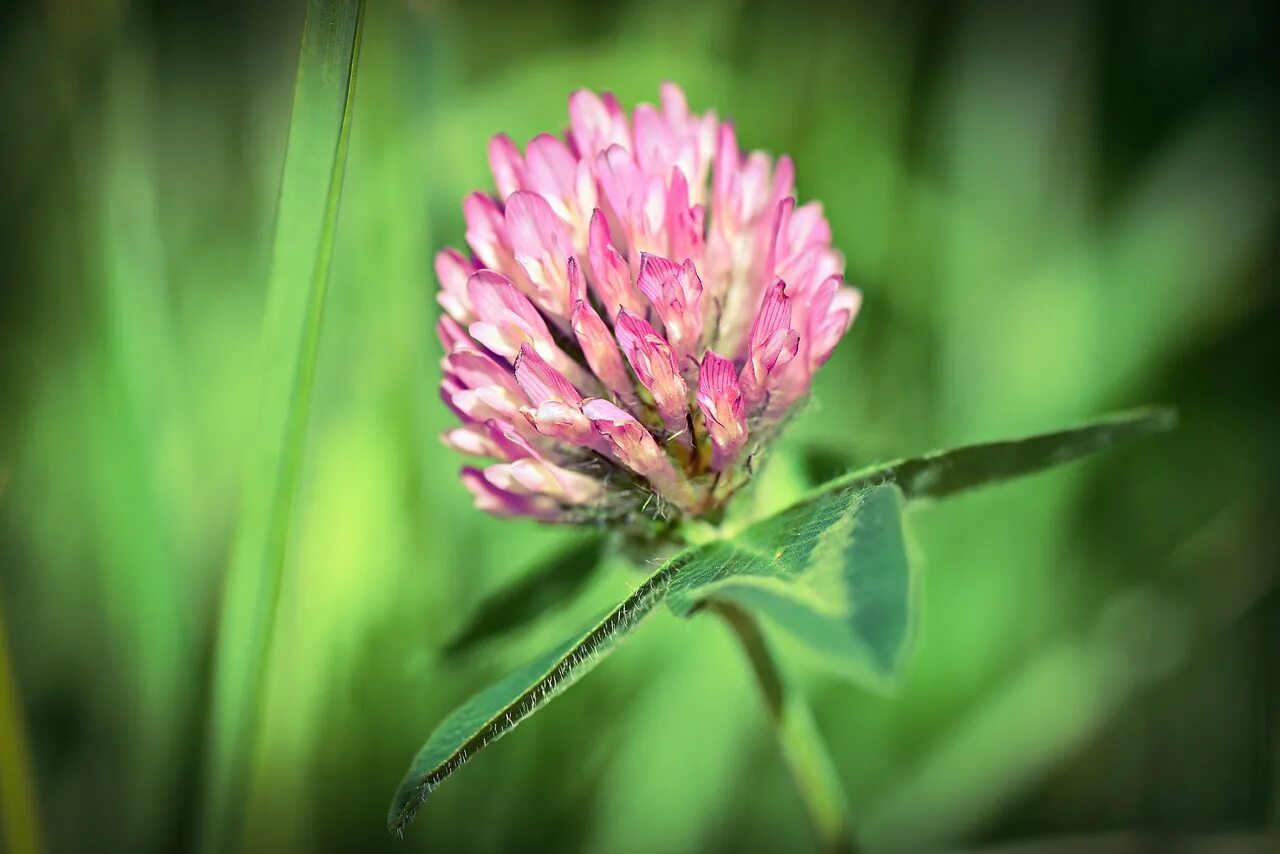 Клевер растение фото. Клевер Луговой Trifolium praténse. Клевер красный (Trifolium Rubens). Клевер Луговой - Trifolium pratense l. Клевер полевой Пашенный.